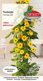 nasiona-tunbergia-pnacze-zolte-z-czarnym-oczkiem-05g-torseed
