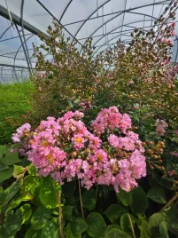 lagerstremia-indyjska-pink-6l
