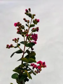 lagerstremia-indyjska-rubra-6l