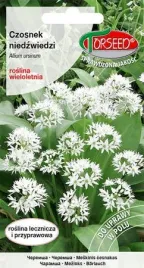 nasiona-czosnek-niedzwiedzi-allium-ursinum-05-g