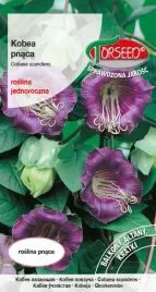 nasiona-kobea-pnaca-fioletowa-08g-torseed