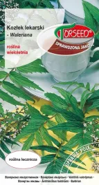 nasiona-kozlek-lekarski-valeriana-torseed