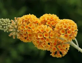 miododajna-budleja-sungold-zolty-motyli-krzew