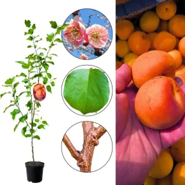 morela-early-orange-wczesne-dojrzewanie-100-150-cm