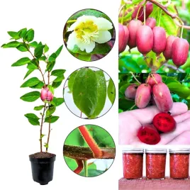 mini-kiwi-purpurna-sadowa-pozniejsze-krzew-40-80-cm