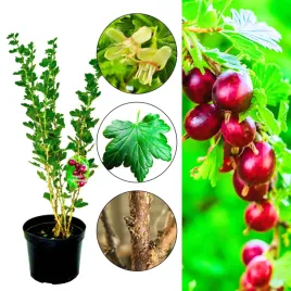 agrest-hinnonmaki-rot-latwy-w-uprawie-krzew-40-80-cm