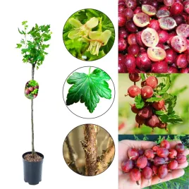 agrest-na-pniu-czerwony-zwarty-pokroj-80-120-cm