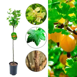 agrest-na-pniu-hinnonmaki-gelb-zolte-owoce-80-120-cm