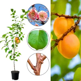 morela-morden-wysoka-mrozoodpornosc-100-150-cm