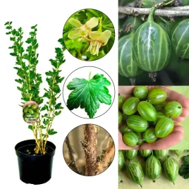 agrest-mucurines-rosyjski-or-zielony-agrest-or-sadzonka-or-plenny