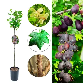 agrest-na-pniu-pax-bordowe-soczyste-owoce-80-120-cm