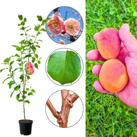 morela-orange-red-duze-wybarwione-owoce-100-150-cm