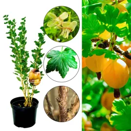 agrest-hinnonmaki-gelb-slodkie-owoce-krzew-40-80-cm