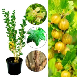 agrest-hinnonmaki-yellow-zolte-slodkie-owoce-krzew-40-80-cm