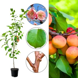 morela-bergeron-odporne-odmiany-moreli-180-220-cm