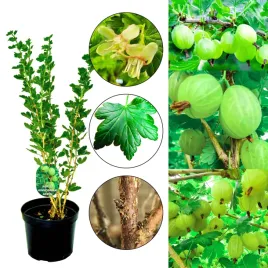 agrest-hinnonmaki-green-wytrzymaly-krzew-40-80-cm