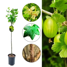 agrest-na-pniu-bezkolcowy-or-zdrowe-agrest-sadzonki-or-obfite-plonowanie