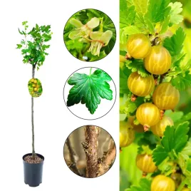 agrest-na-pniu-hinnonmaki-yellow-zolte-owoce-80-120-cm