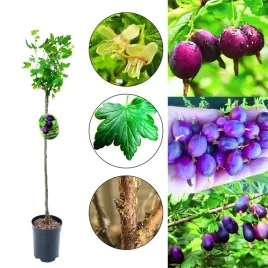 agrest-fioletowy-na-pniu-na-ekologiczne-uprawy-80-120-cm