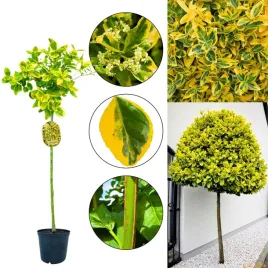 trzmielina-japonska-caloroczna-dekoracja-na-pniu-60-90-cm