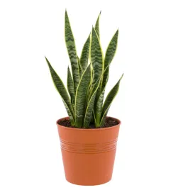 doniczka-wiadro-okragla-o-22-cm-terakota-minimalistyczna-h-21-cm