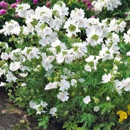 malva-moschata-slaz-pizmowy-alba-1-szt-doniczka-p9