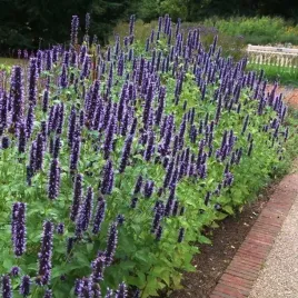 agastache-klosowiec-black-adder-1-szt-doniczka-p9