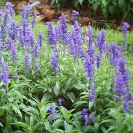 salvia-szalwia-lekarska-1-szt-doniczka-p9