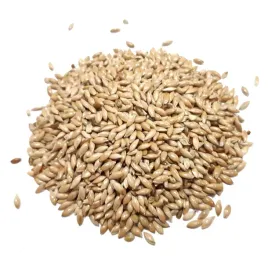 mozga-kanaryjska-kanar-1kg