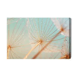 obraz-na-plotnie-dmuchawiec-krople-wody-canvas-brak-brak-60x90