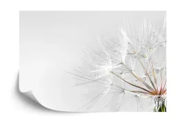 fototapeta-dmuchawiec-krople-vinyl-gladki-520x318