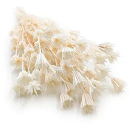 czarnuszka-orientalna-nigella-orientalis-bielona