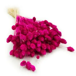 suszony-phalaris-kanar-mozga-kanaryjska-amarantowy