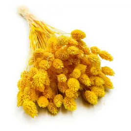 suszony-phalaris-kanar-mozga-kanaryjska-zolty