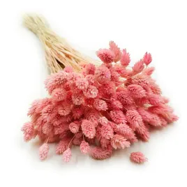 suszony-phalaris-kanar-mozga-kanaryjska-jasno-rozowy