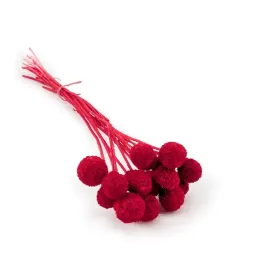 kraspedia-suszona-craspedia-extra-czerwona-bukiet-15szt