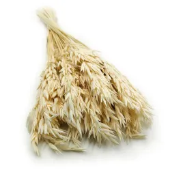 owies-suszony-avena-sativa-bielony