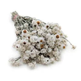 zlociszek-suszony-wiekuistka-ammobium-alatum-naturalny-bialy