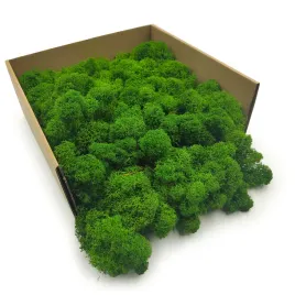 mech-chrobotek-reniferowy-finski-oczyszczony-lesna-zielen-50g