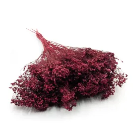 suszony-broom-bloom-zarnowiec-bordowy