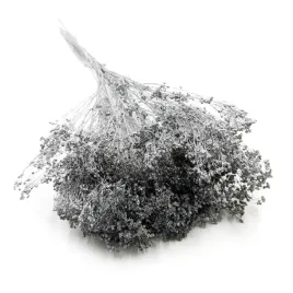 suszony-broom-bloom-zarnowiec-srebrny