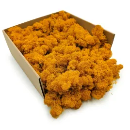mech-chrobotek-reniferowy-finski-oczyszczony-ciemnozolty-250g