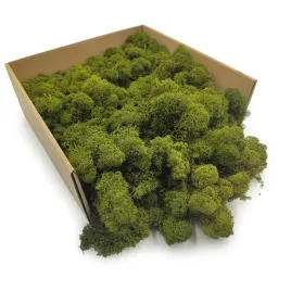 mech-chrobotek-reniferowy-finski-oczyszczony-oliwkowy-250g