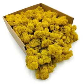 mech-chrobotek-reniferowy-finski-oczyszczony-zolty-250g