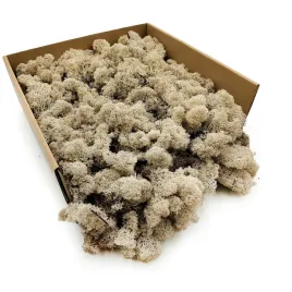 mech-chrobotek-reniferowy-finski-oczyszczony-bialy-250g