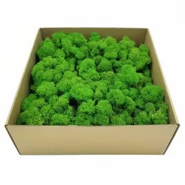 mech-chrobotek-alpejski-oczyszczony-jasnozielony-500g