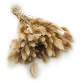 suszony-lagurus-dmuszek-jajowaty-naturalny