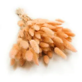 suszony-lagurus-dmuszek-jajowaty-brzoskwiniowy