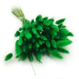 suszony-lagurus-dmuszek-jajowaty-zielony