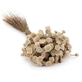 glixia-suszona-big-comanthera-gliksja-naturalny-bialy